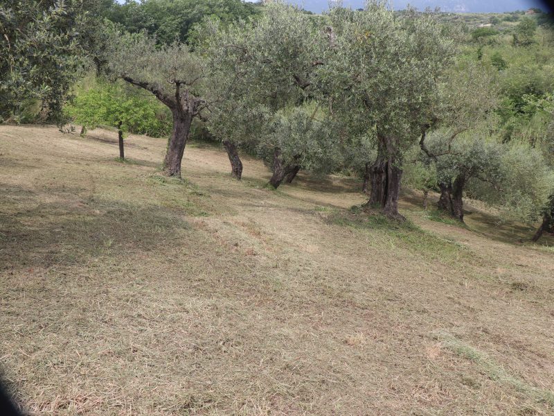 FRASSO TELESINO (BN) - 745 TERRENO COLTIVATO AD ULIVETO