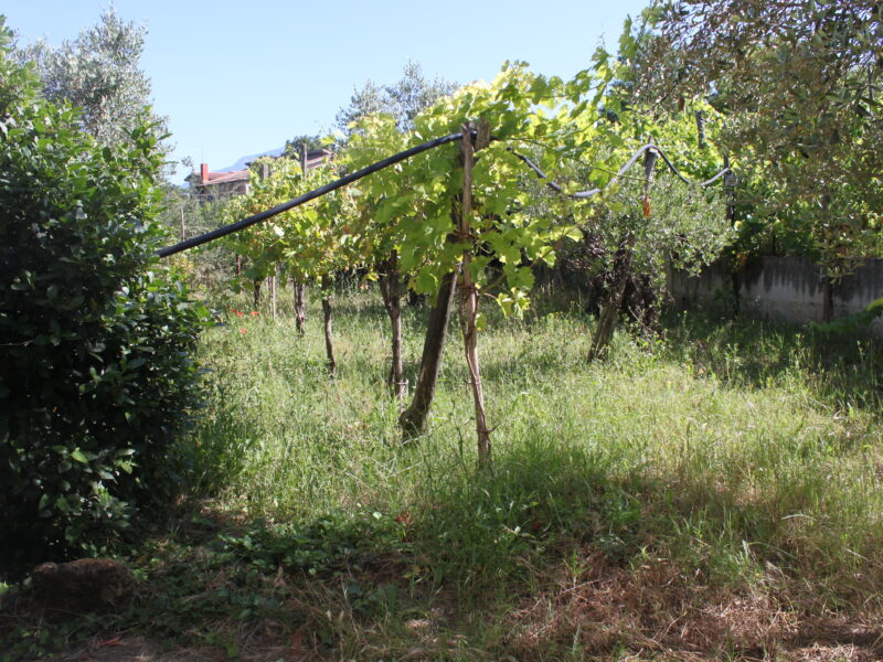 AMOROSI (808) - VILLA INDIPENDENTE CON TERRENO